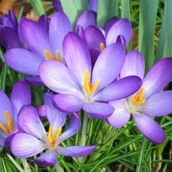 crocus