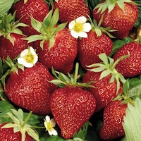 strawberries